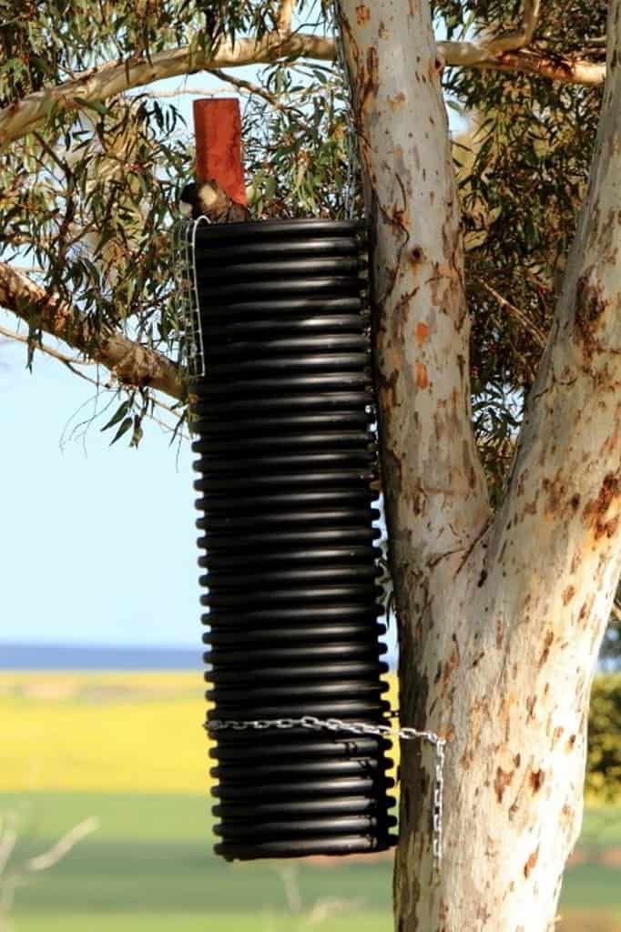 Cockatube artificial nest boxes saving Black cockatoos