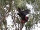 Bushfire Appeal for the Black-cockatoos of Kangaroo Island