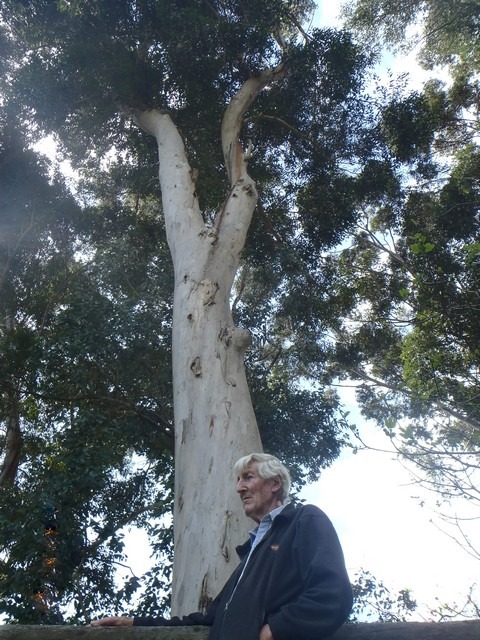man standing in front of karri tree