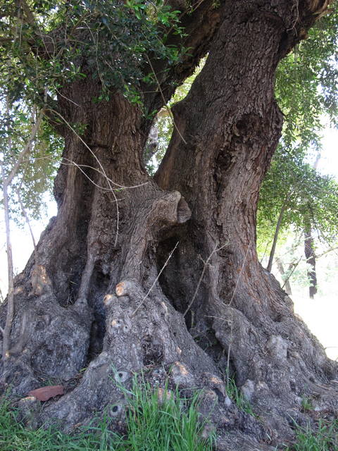 trunk of oldest olive tree in western australia