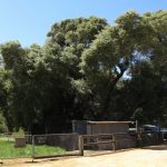 old olive trees at afarm in Serpentine Jarrahdale