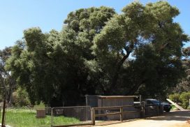 old olive trees at afarm in Serpentine Jarrahdale
