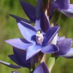 Thelymitra macrophylla