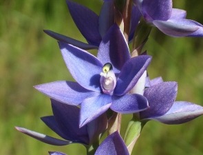Thelymitra macrophylla