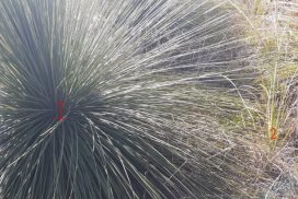 close up of grass tree leaves, Xanthorrhoea preissii