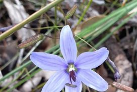 thelymitra macrophylla sun orchid flower