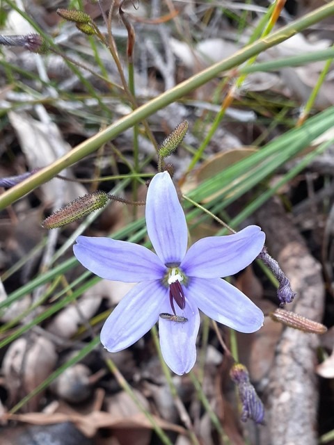 sun orchid thelymitra macrophylla sun orchid flower