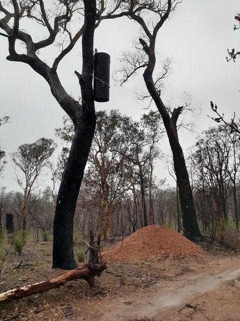artificial nest box for black cockatoo in fire blackened tree