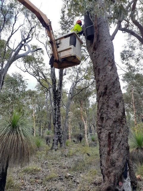 man installing atificial nest box in fire blackened tree