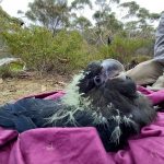 glossy black cockatoo chick being weighed