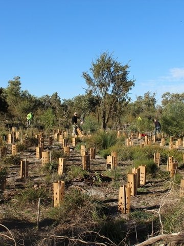 newly planted native seedling with tree guards in bush setting with volunteers in background