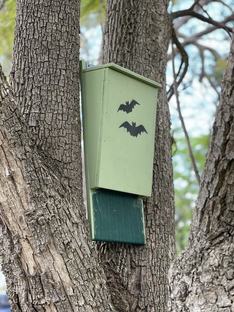 artificial bat box on tree