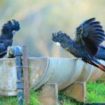 two black cockatoos at a water station
