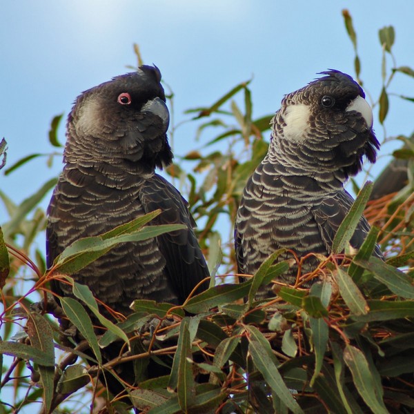 a pair of Carnaby's black cockatoos sitting in a tree