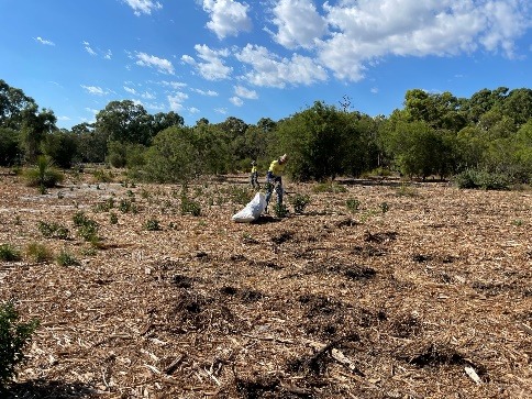 Two people clearing weeds from degraded banksia bushland