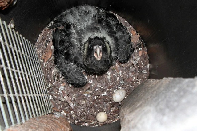 black cockatoo nesting in cockatube artificial hollow