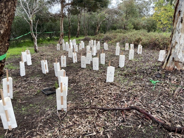 seedlings with guards around them