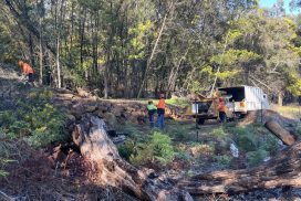 team of workers chipping invasive trees Black Wattle