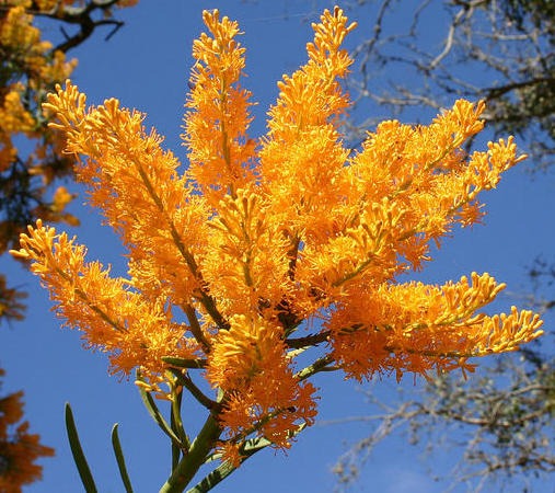 nuytsia floribunda flowers