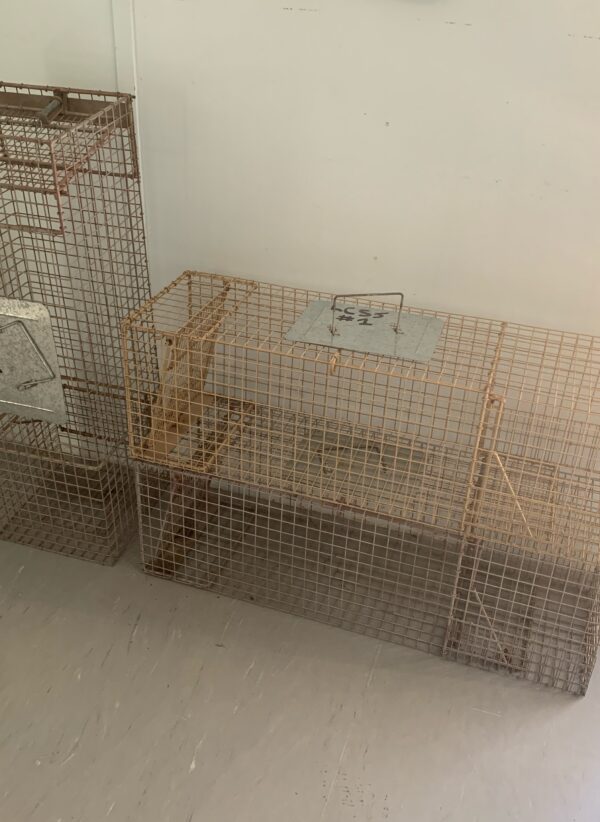 Cat Trap Hire
